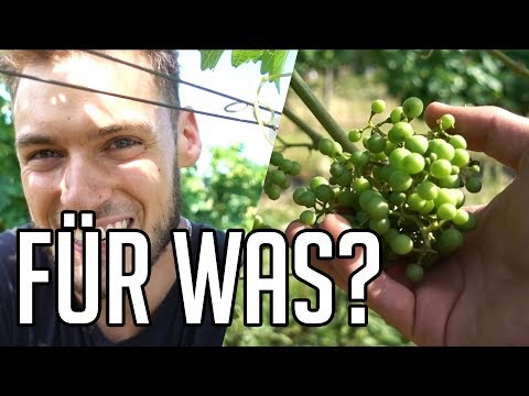 ENTBLÄTTERUNG - Für Was? Genaue Erklärung | WEINBAU/WEIN 🍷 | Weinbauvlog