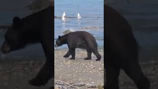 The pickiest eater in all of Juneau Alaska!!! #alaskacruise #bear #shoreexcursion #hiking #juneau