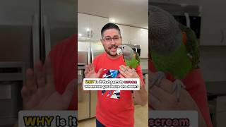 Why Do Parrots Scream When You Leave the Room?