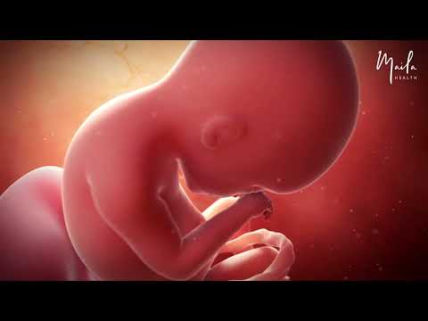 19 Weeks of Pregnancy | Second Trimester | Fetal Stage