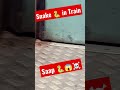 Snake Trying To Enter In The Train Watch Till End
