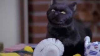 preview picture of video 'Cute cat- Salem Saberhagen'