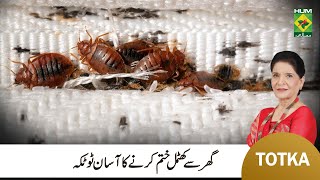 Zubaida Apa Totka | How to Get Rid of Bed Bugs | Khatmal Khatam Karne ka Tarika | MasalaTV