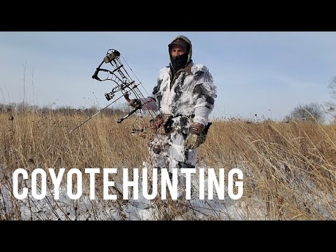 Coyote hunting with Bow. 2022