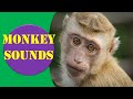 Monkey Sounds Monkey Sound Effect Animal Sounds