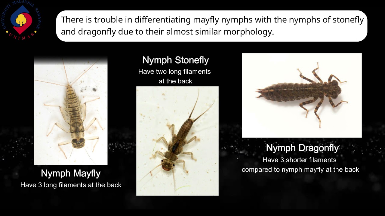What are Bioindicator species? More REF