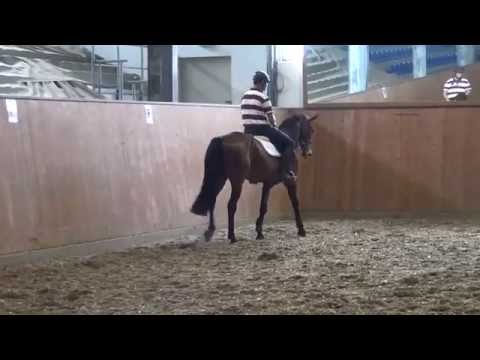 For Contest-Germus R gelding * 2011 for sale
