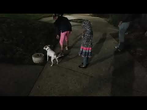 Vennela playing with Dog