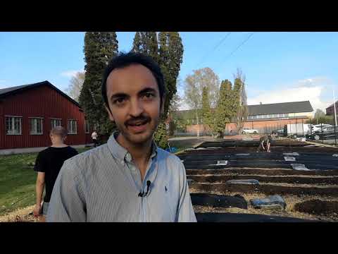Så här kan en stadsodling se ut