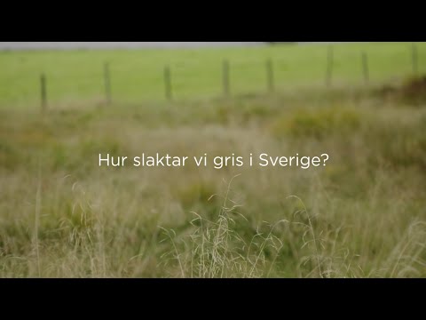 , title : 'Hur slaktar vi gris i Sverige?'