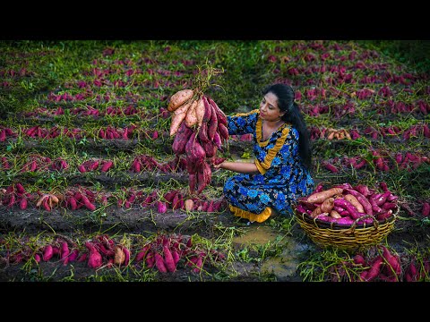 Satisfying Sweet Potato harvest to make Honey Pudding and easy Sweet Chips in 2 ways| Traditional Me