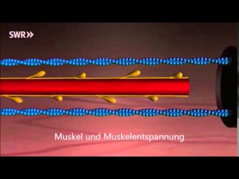 Muskel und Gehirn und Psyche Teil 1