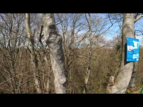Burgruine Scharzfels im Südharz