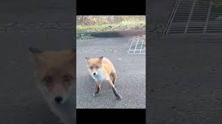 ひと懐っこいキタキツネ🦊でも病原菌持ってるので近づかないで‼️#北海道1周　#北海道ドライブ　#紅葉ツアー