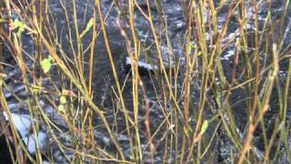 Antonio Russo - Think Too Much (Paul Simon cover)