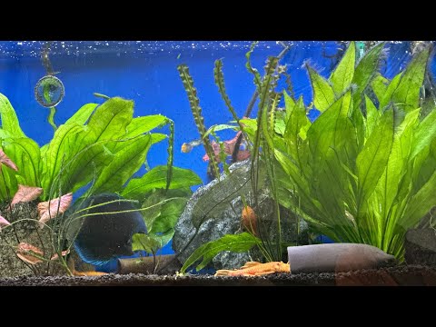 Acrylic Tank Update after 3 months No Maintenance!