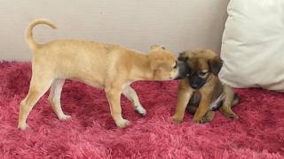 Filhote de Casa Faz Amizade Instantaneamente com um Filhote Abandonado 🐶❤️🐾