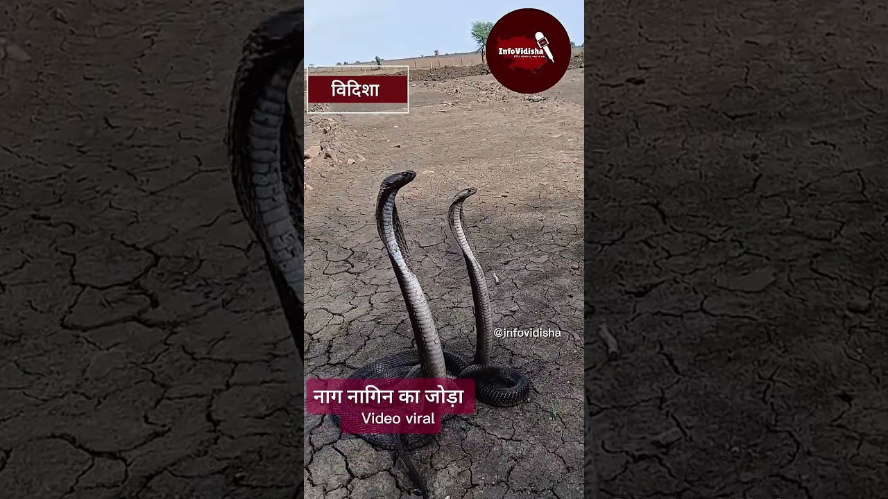 विदिशा के मियाखेड़ी गाँव में निकला  नाग नागिन का जोड़ा...सोशल मीडिया पर जमकर वायरल हो रहा है .......
