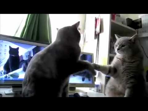 Cats Playing Paddy Cakes - Hilarious Video!