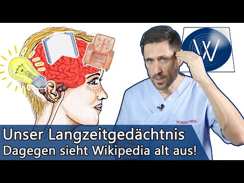 Langzeitgedächtnis: Wie unser neuronales Netzwerk unsere Intelligenz & Erinnerungen bestimmt