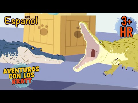 LA GRAN PELEA: Cocodrilos vs. Caimanes | Aventuras con los Kratt | 9 Story Kids en Español
