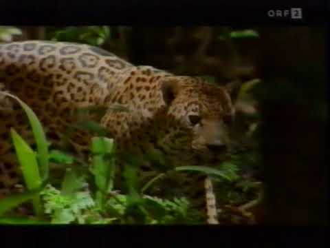Universum - Das Jahr des Jaguars - ORF 2 [1996]