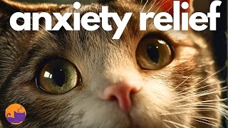 Anxiety Relief Music for Cats - Soothing Melodies for Lonely Cats 🐱❤️‍🩹