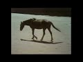 Sesame Street Identifying Parts Of A Horse