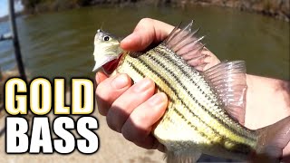 Spring Fishing for the Golden Bass! STRIPE Fishing from Shore