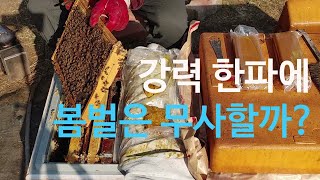 한파에 봄벌 산란은 잘 나가고 있을까?