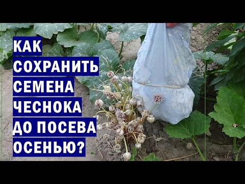 , title : 'Как хранить семена чеснока до момента посева осенью?'