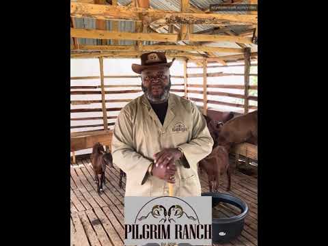 How do you make money in Goat breeding business?  By Dr John Abraham Godson