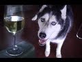 Mishka And The Precarious Wine Glass