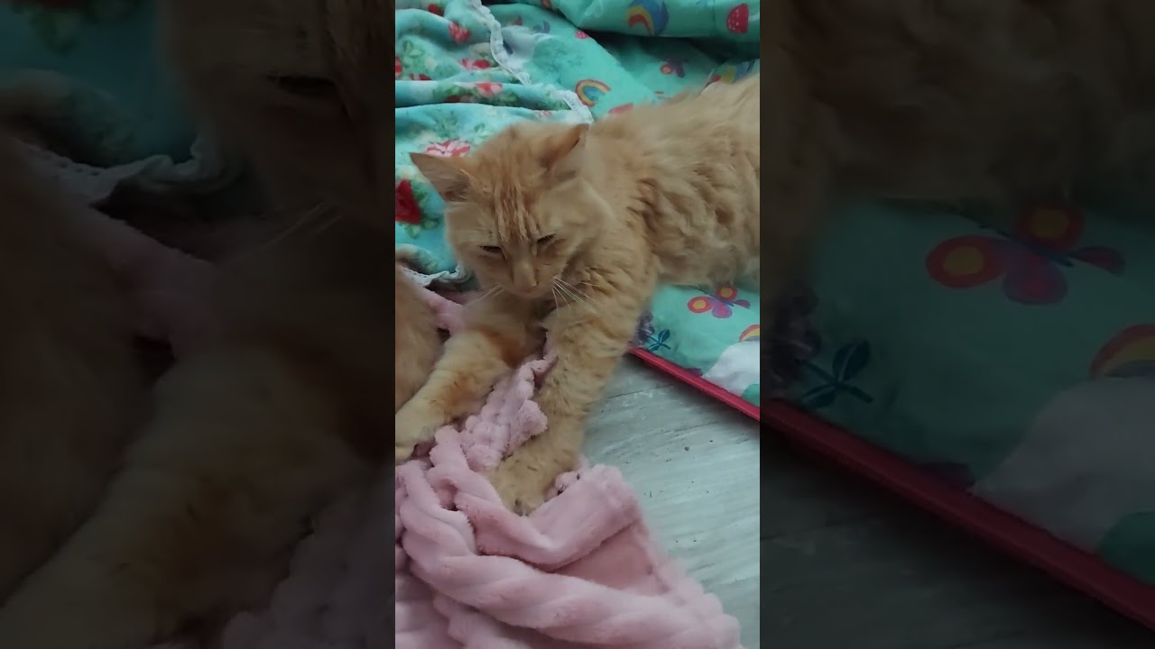 Enlarge GARFIELD - Mr Purrsonality & The Aficionado of Affection, an adoptable mixed breed in Centreville, VA video 4/4