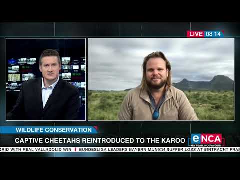 Captive cheetahs reintroduced to the Karoo
