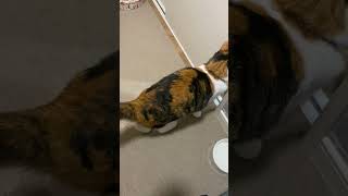 ご飯待ちの猫ちゃんがかわいすぎる #日常 #ねこ #猫のいる暮らし