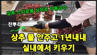 상추 스티로폼 상자에 자동급수 수경재배로 1년내내 먹는방법! #상추수경재배 #상추자동급수 #상추키우기 #상추…