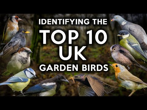 How to identify the top 10 UK Garden Birds plus lots of facts about them