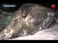 Самый большой кабан в мире убит в Свердловской области, удачная охота на кабана 