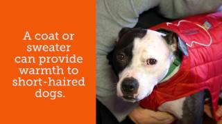 Ask the ASPCA: How Do I Protect My Dog From The Cold Weather?