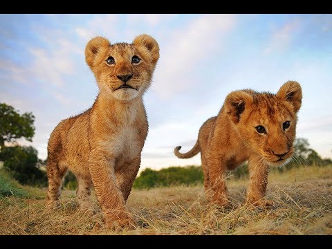 download lagu mp3 mp4 Movie Lion King In Chandigarh, download lagu Movie Lion King In Chandigarh gratis, unduh video klip Movie Lion King In Chandigarh