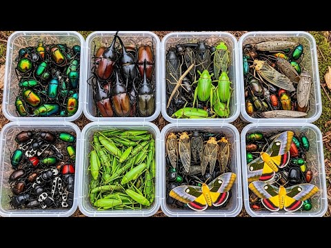 Catching Strange Colorful Insects in the Forest | Rare & Exotic Species Collection