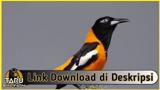 Download lagu Suara Masteran Burung Troupial mp3 Download lagu Suara Masteran Burung Troupial mp3