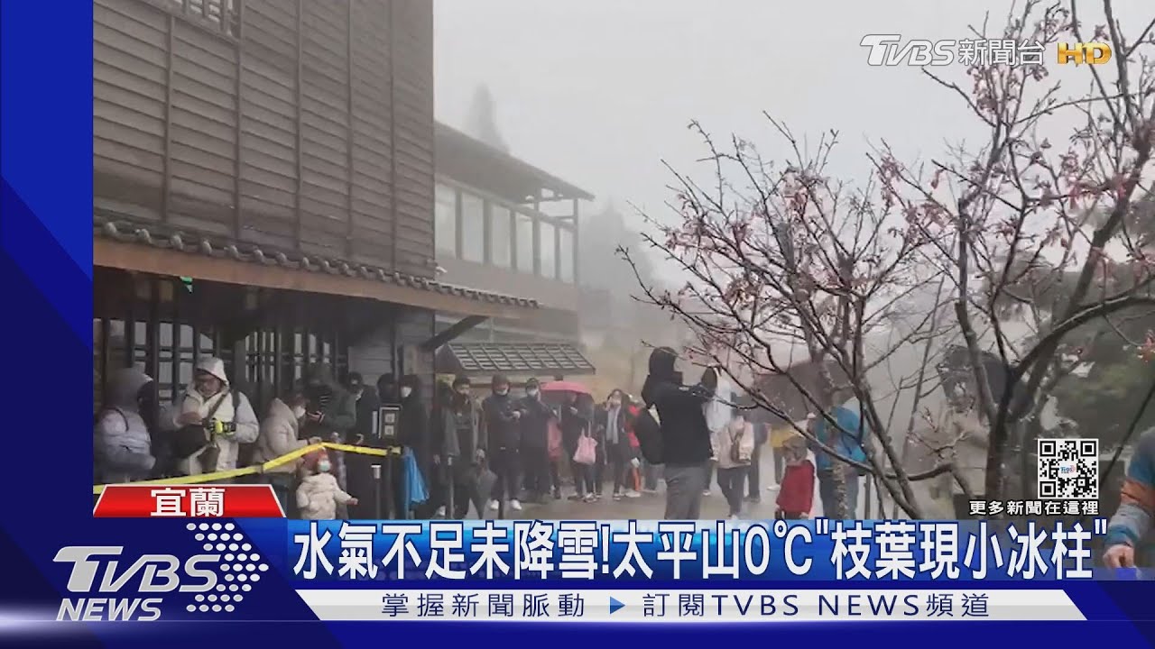 水氣不足未降雪！　太平山0°C「枝葉現小冰柱」