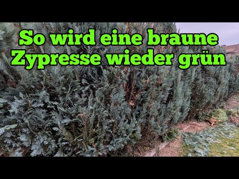 This is how a brown cypress tree becomes beautifully green again!