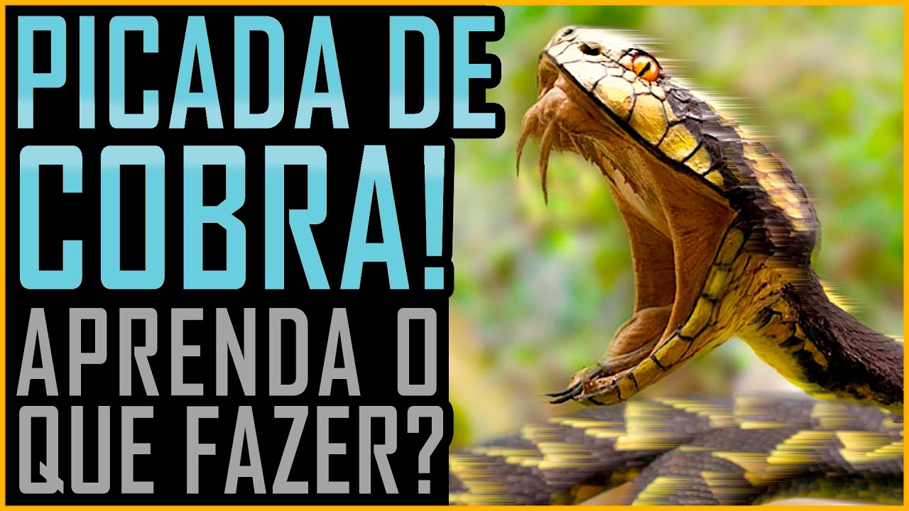 Picada de Cobra - O que Fazer - (Butantan / Venenosa / Peçonhenta)