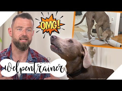 Pures Chaos & Gebell: Mein Hund kann nicht alleine zuhause bleiben! | Der Welpentrainer | sixx