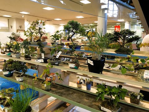 Shohin bonsai, wild grasses for sale 　秋小品盆栽展2022年　[PT.3]