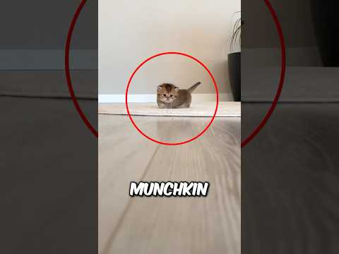 Top 3 Smallest Cat Breeds