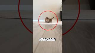 Download lagu Top 3 Smallest Cat Breeds mp3